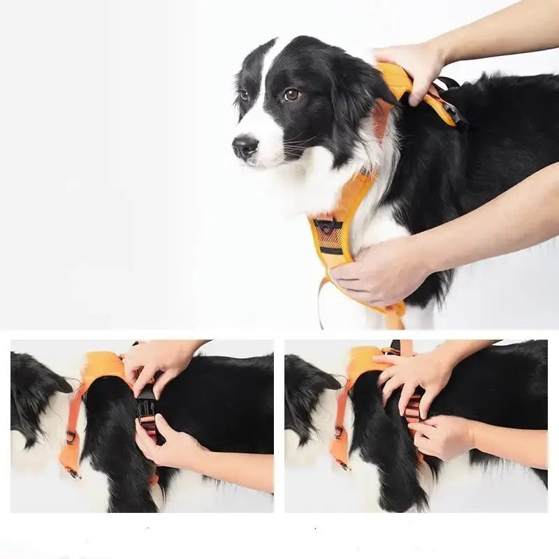 Pet Dog Hand Holding Rope My Store